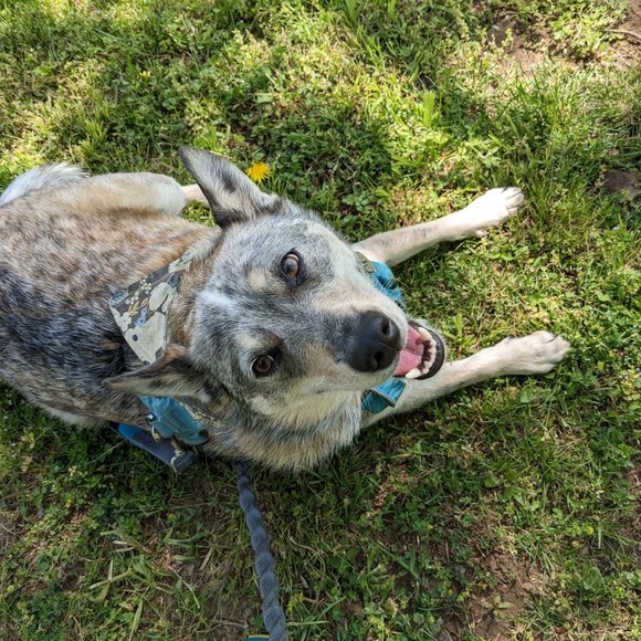 Meet your Posher, Lauren (and the Terri, and Tuga and...) - Picture 1 of 4